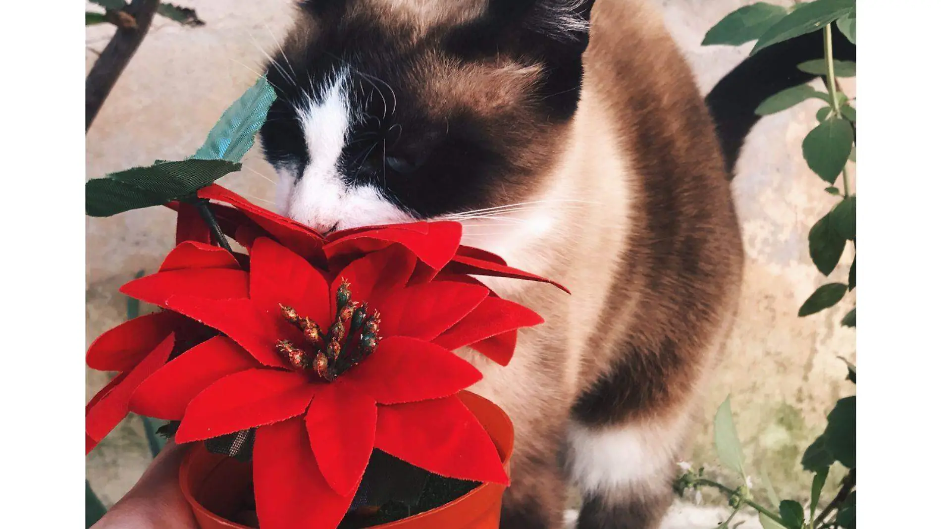 Flor de nochebuena tóxica 